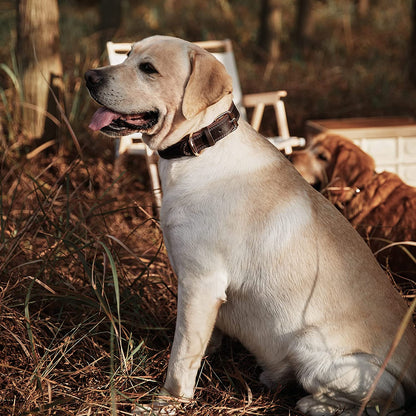 Leather Dog Collar, Heavy Duty Wide Dog Collar for Small,Medium,Large and Extra Large Dogs (M: 1" Wide for 15.2"-19.2" Neck, Dual Stitch - Brown)